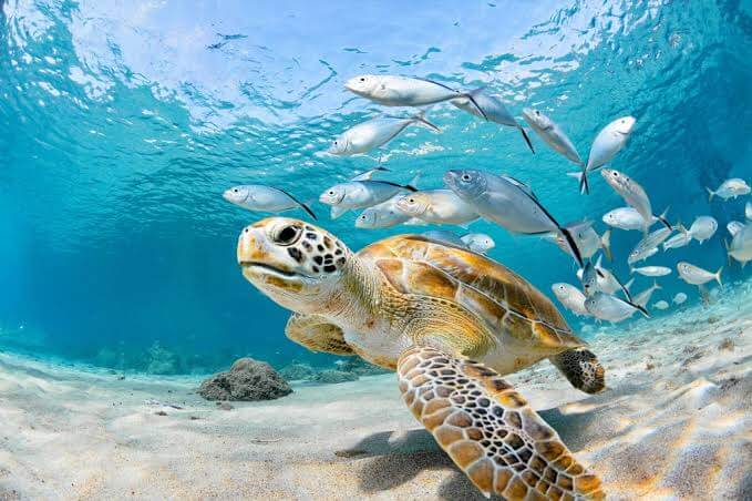 Turtle